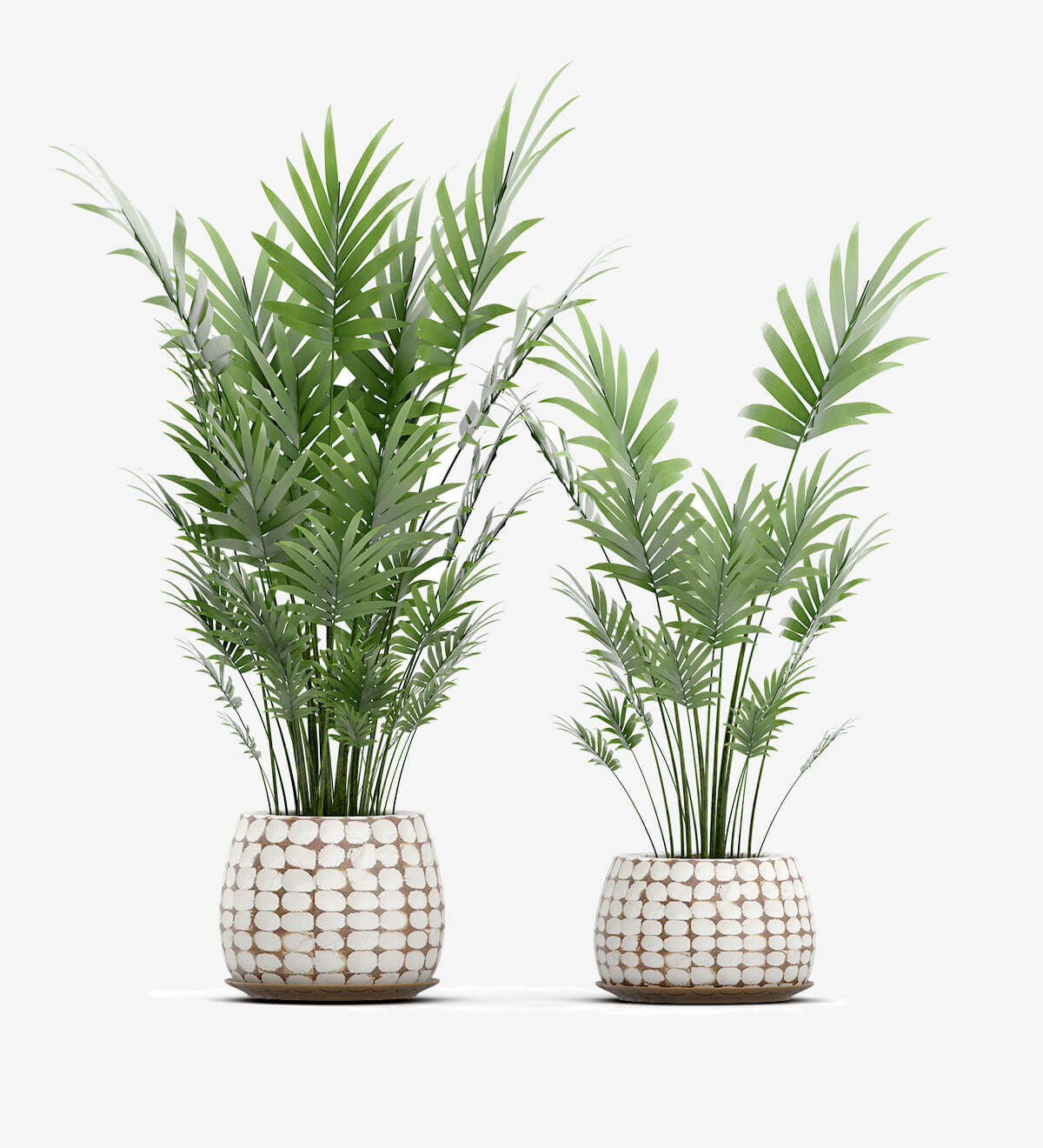 Emporium Bonsai Tree Set Organic